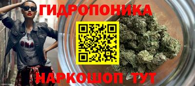 шишки Аргун